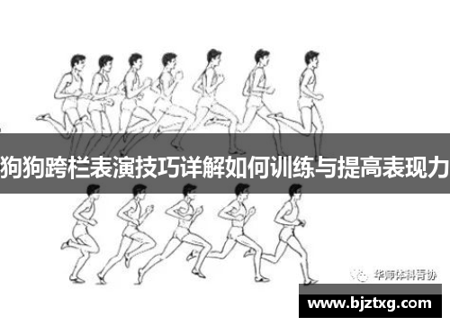 狗狗跨栏表演技巧详解如何训练与提高表现力